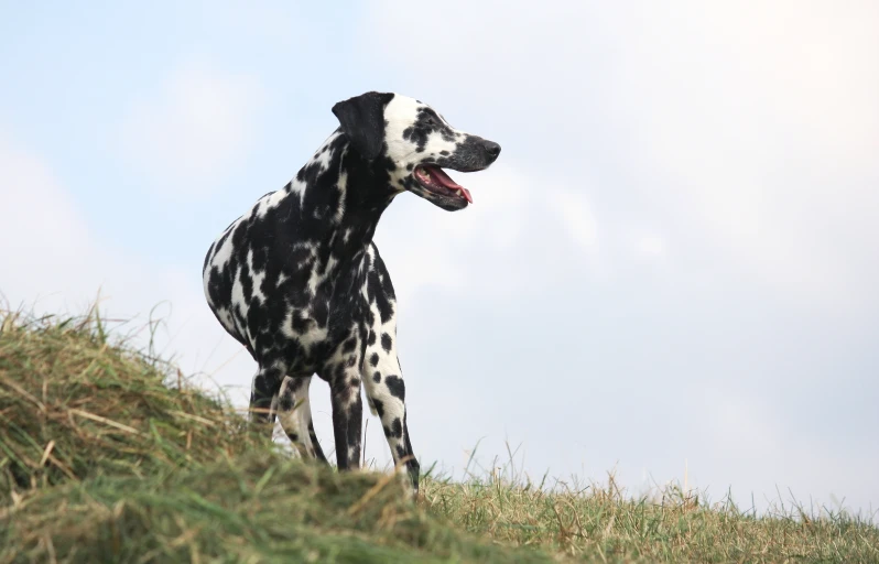 a spotted dog standing on a hill top
