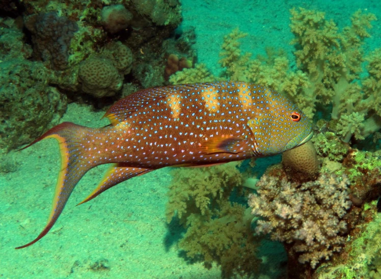 an exotic sea fish swimming in the ocean