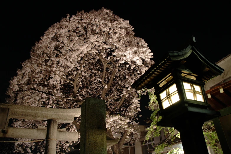 a very pretty tower next to a beautiful tree