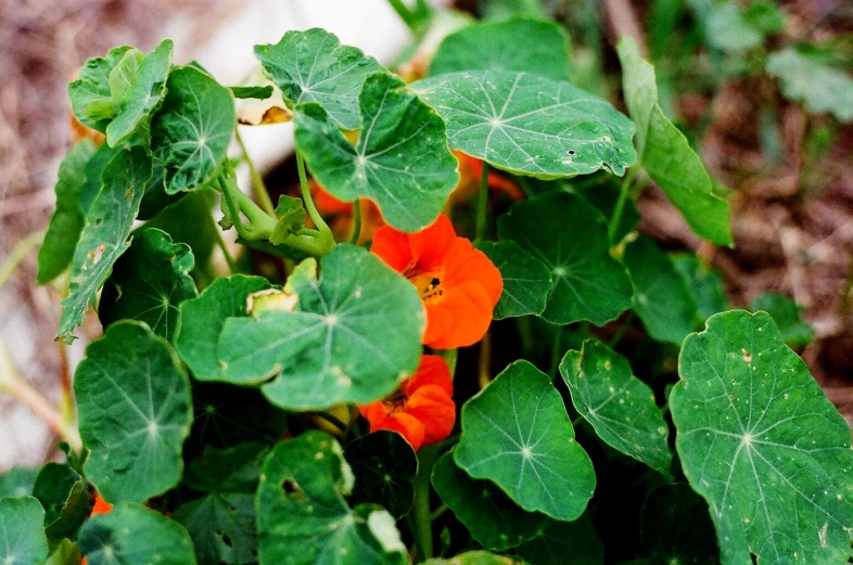 orange flowers and green leaves growing in a garden