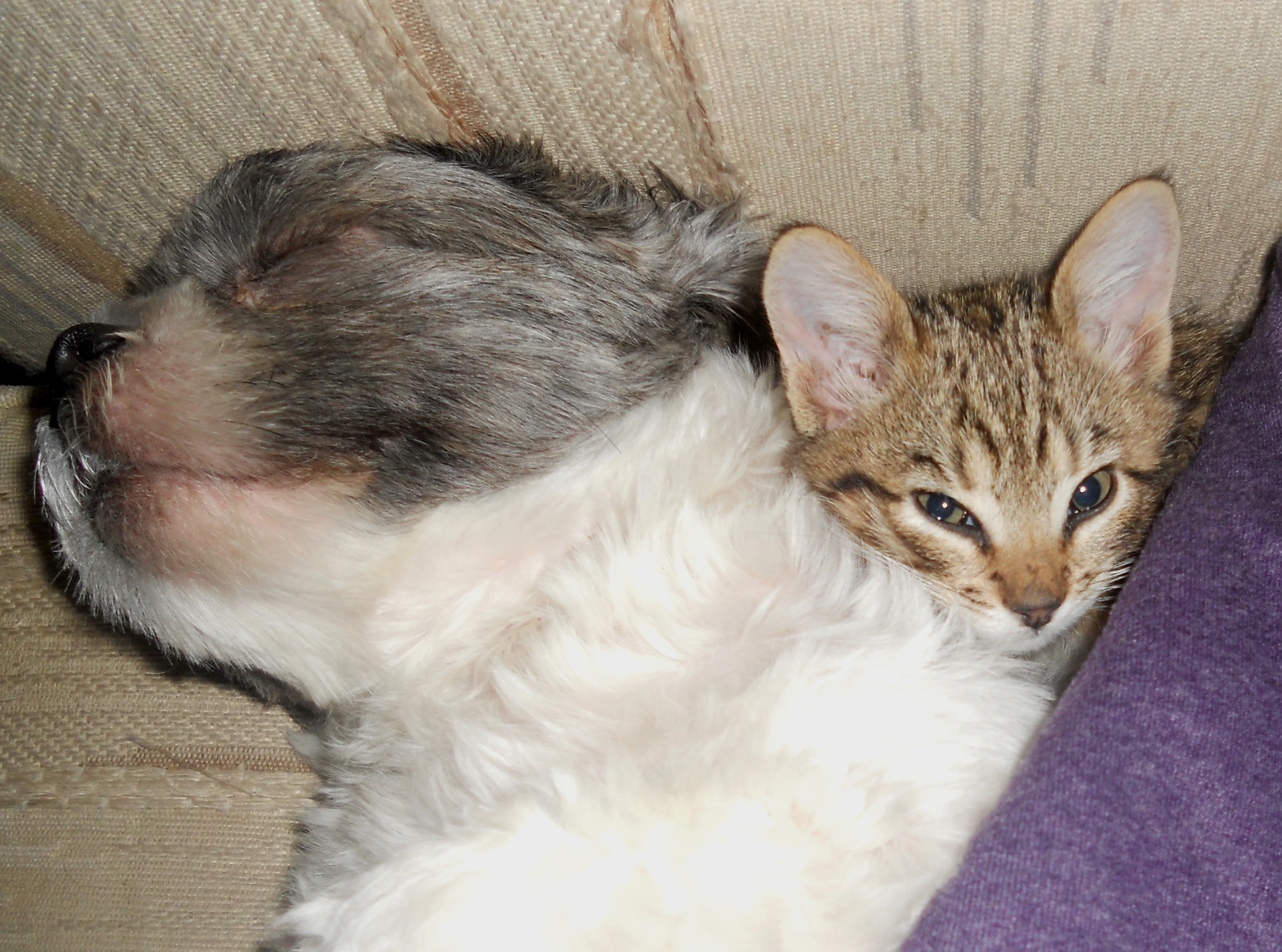 a cat and a dog are curled up together