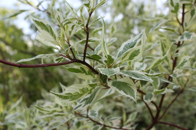 a close up of leaves on a tree in a forest