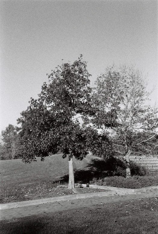 a black and white po of a tree on a field