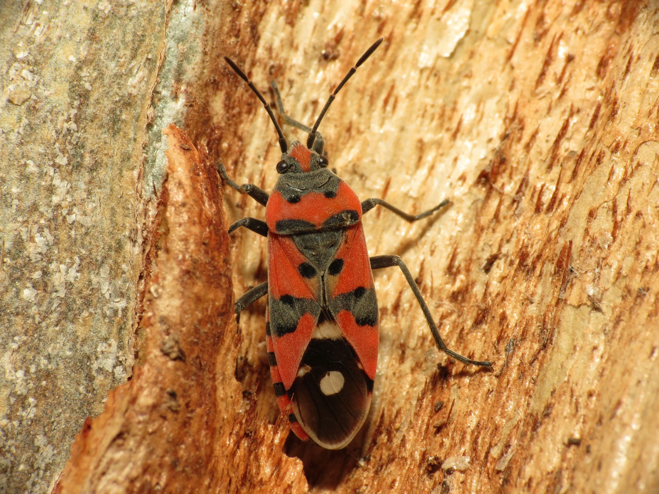 a small red and black bug on the bark