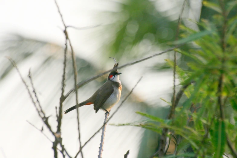 a small bird perched on the nch of a tree