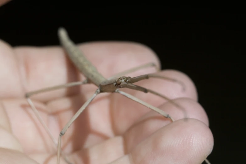 a person holding a spider on his palm in the dark