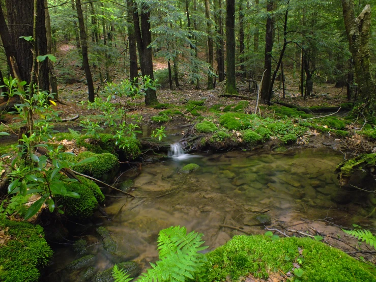 the water has just been diverted from a very pretty stream