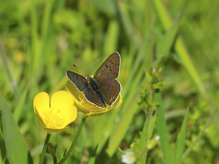 a erfly is standing on some yellow flowers