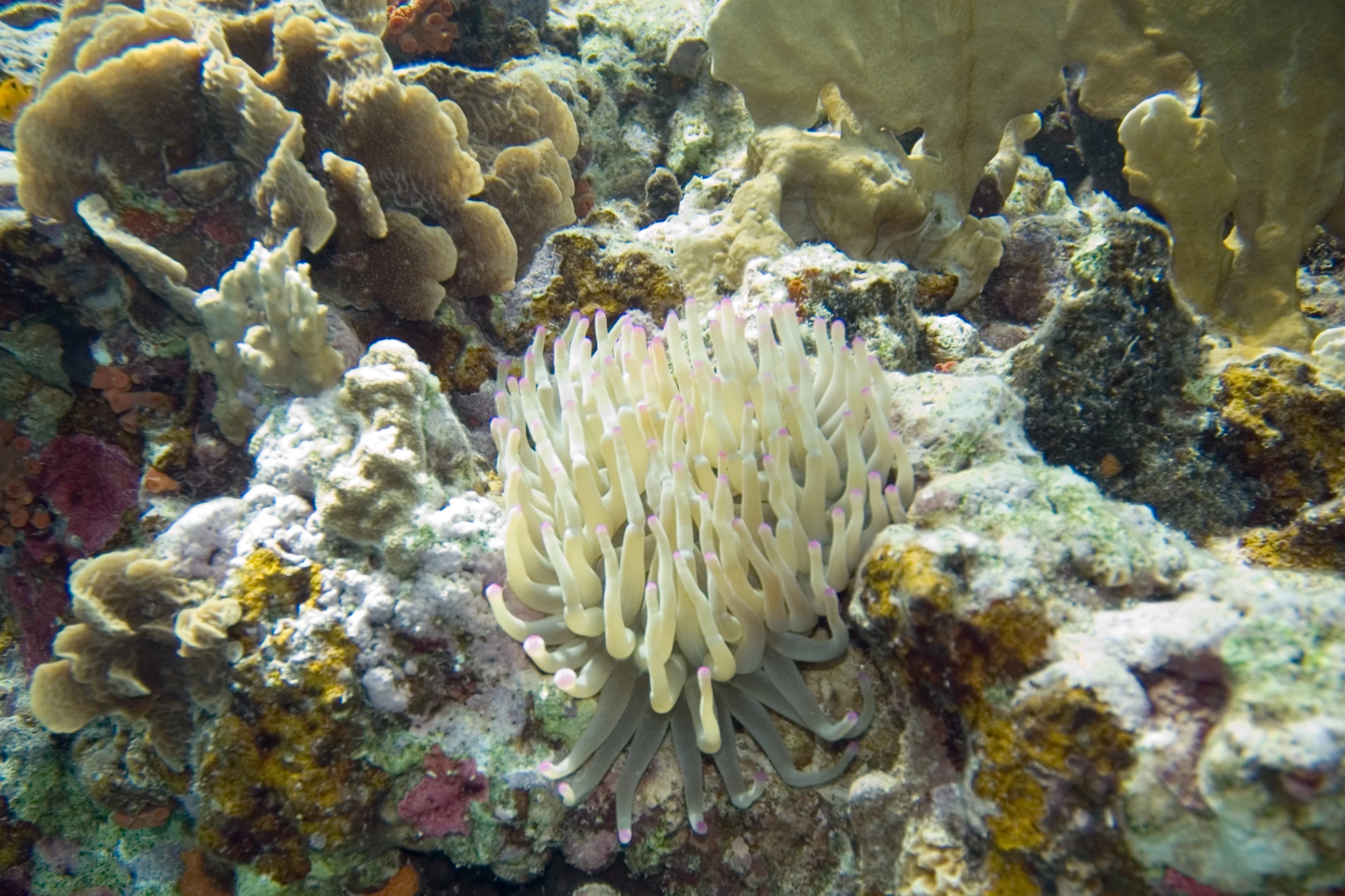 a fish that is inside of some coral