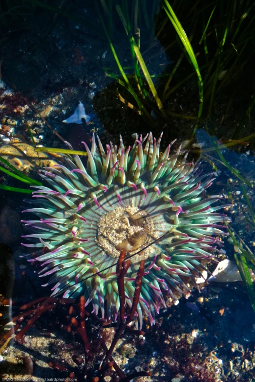 the sea urchin is moving along the water