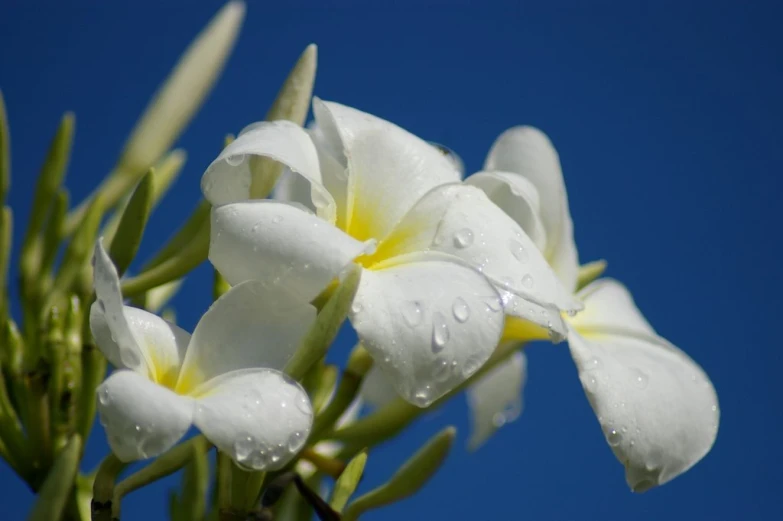 a close - up po of white flowers in the sunlight