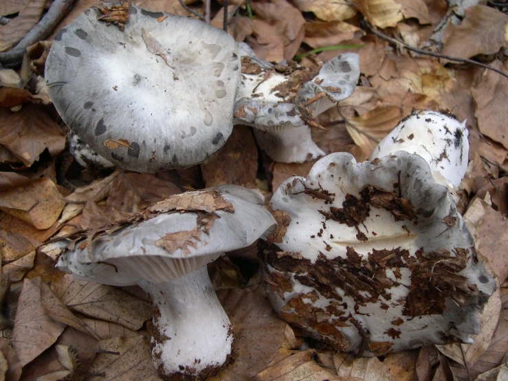 several mushrooms growing out of the ground surrounded by leaves