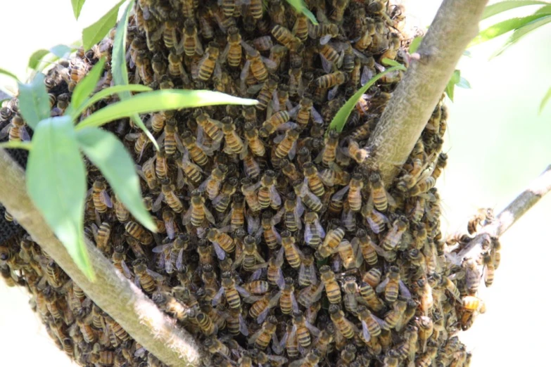 a bunch of bees that are hanging off a tree