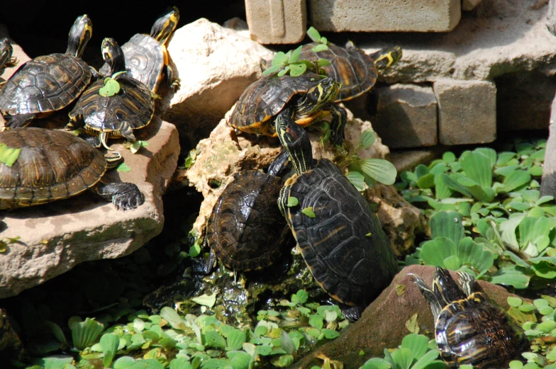 three turtles on top of each other next to rocks and plants