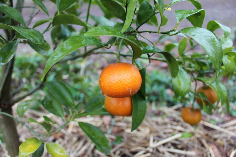 a couple of oranges hanging from a tree