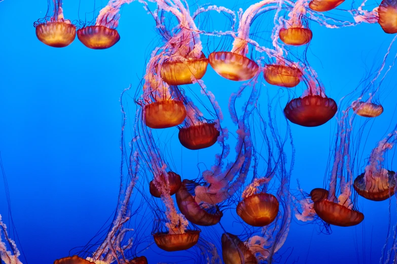 an underwater po of jelly fish swimming in water