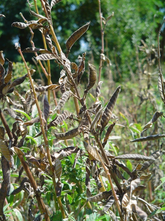 some weeds and trees are in the background