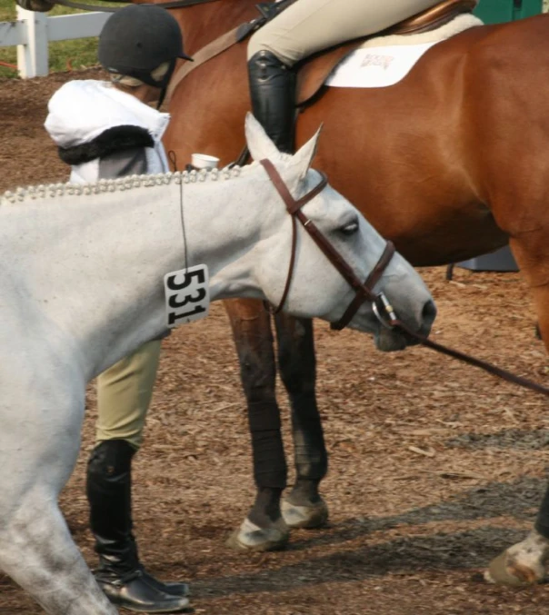 some people wearing helmets and riding horses