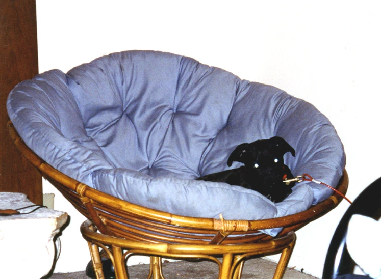 a dog laying in a chair that's on the floor