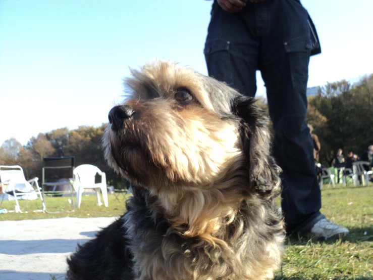 a dog sitting in the grass looking up