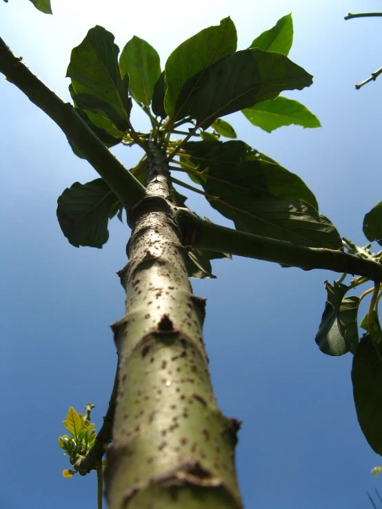 a large tree trunk with a clear sky background