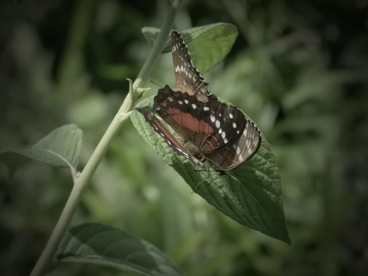 an image of a erfly on a leaf