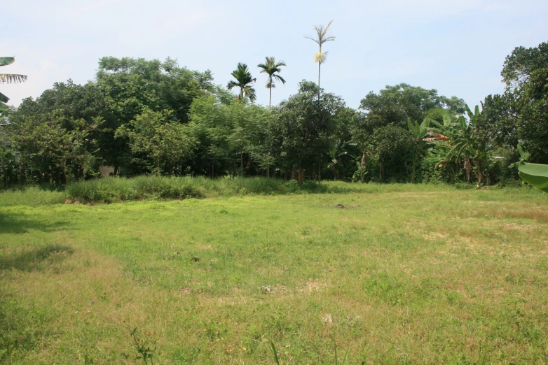 a big grassy field with trees in the background