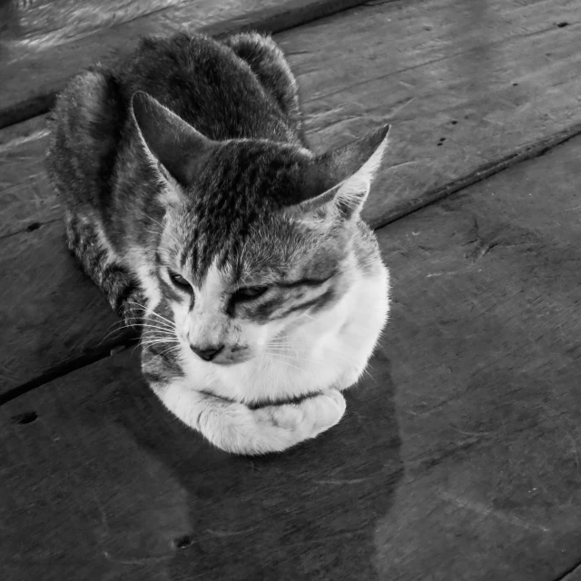 black and white po of cat resting on the ground