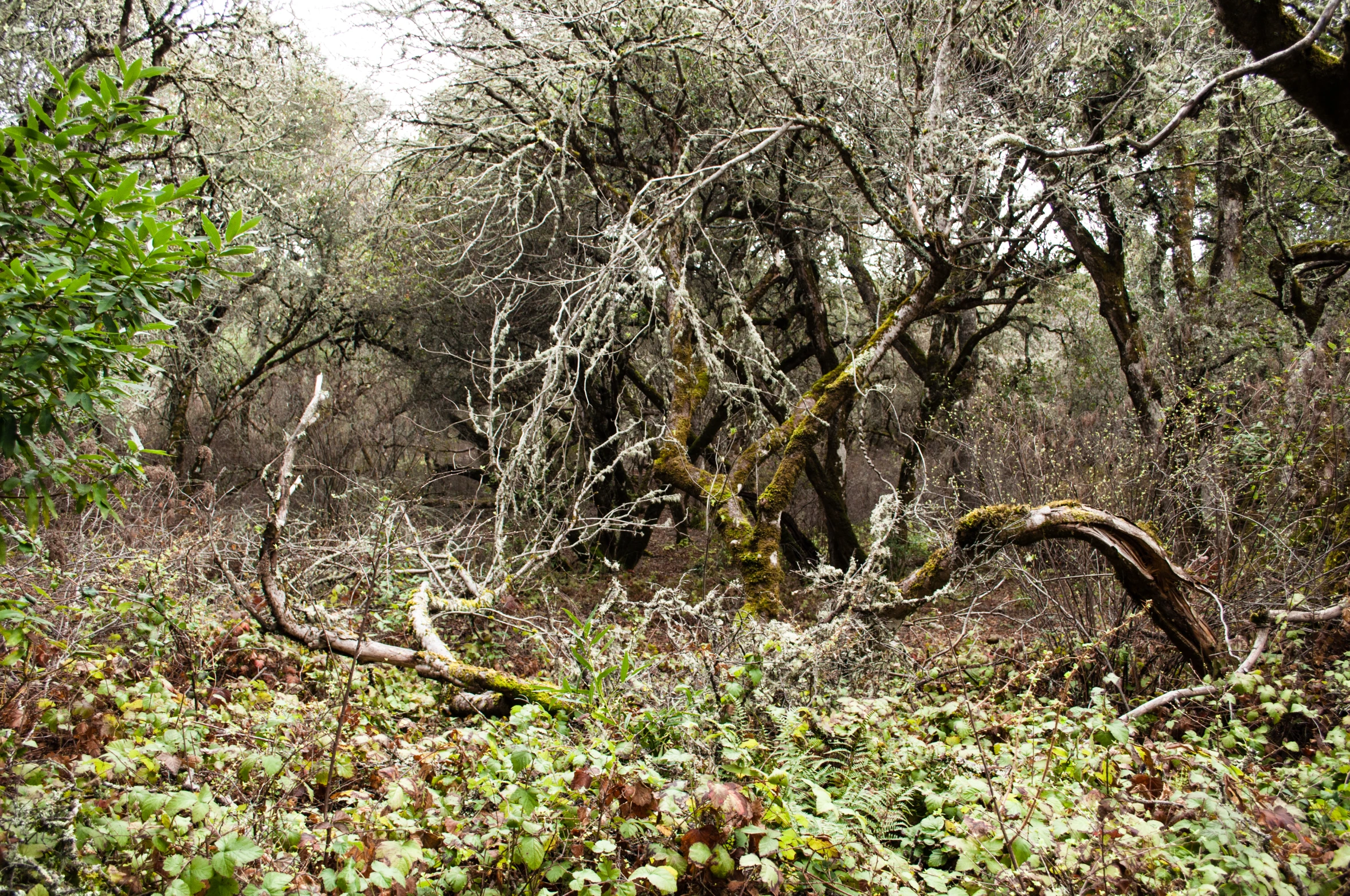 the green vegetation is on the side of the trail