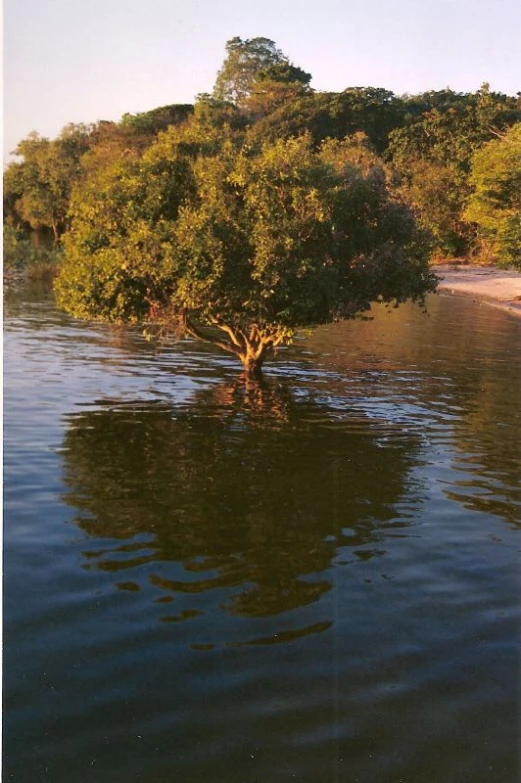 a tree sitting in the middle of water