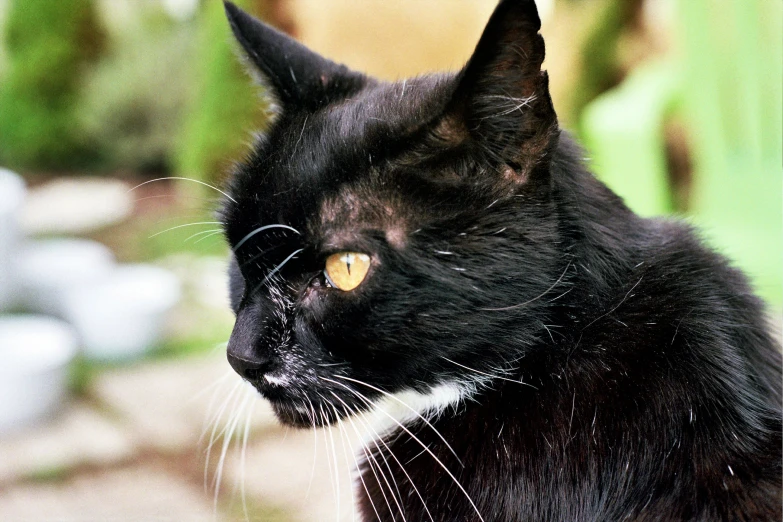 a black cat looking straight ahead in the garden