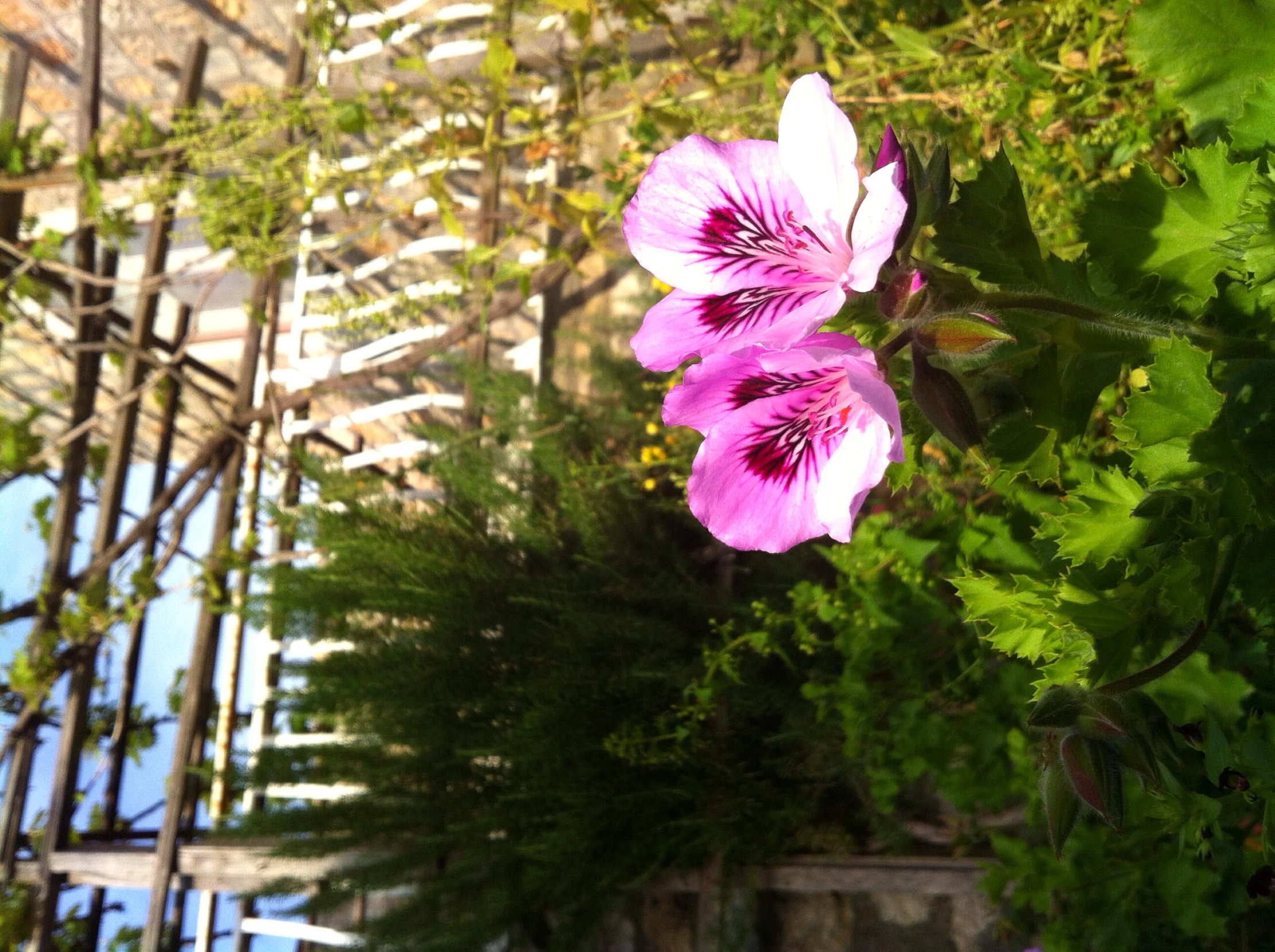 the flower blooms are pink and purple in the sun