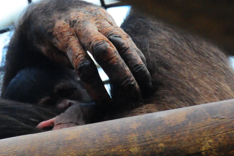 a closeup of the hands of a chimpan