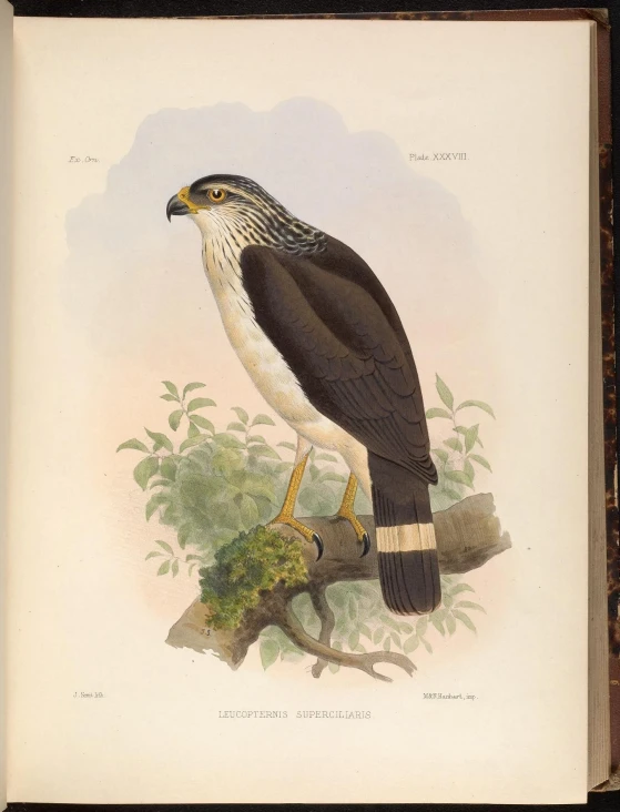 an illustration of an eagle perching on a nch