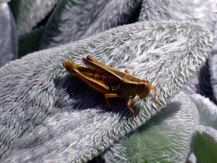 close up picture of an insect on the underside of some leaf