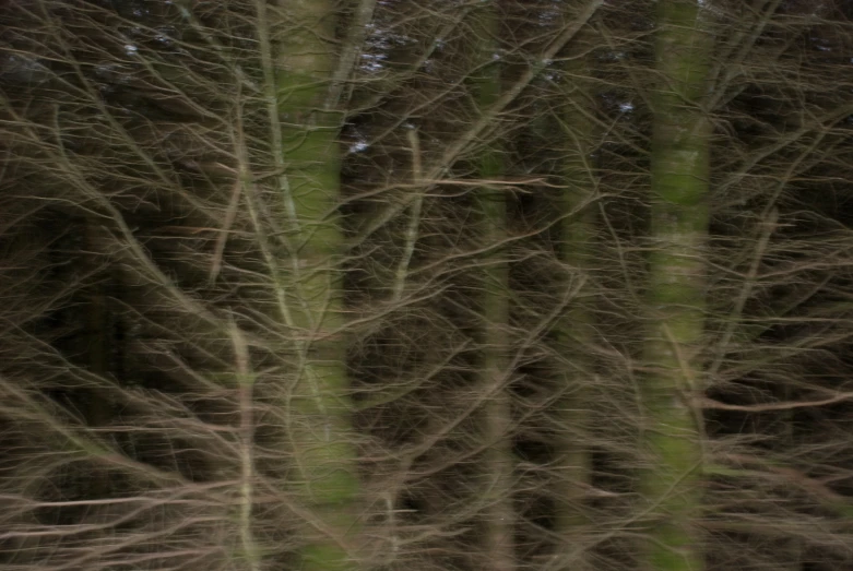 a field filled with lots of trees covered in leaf