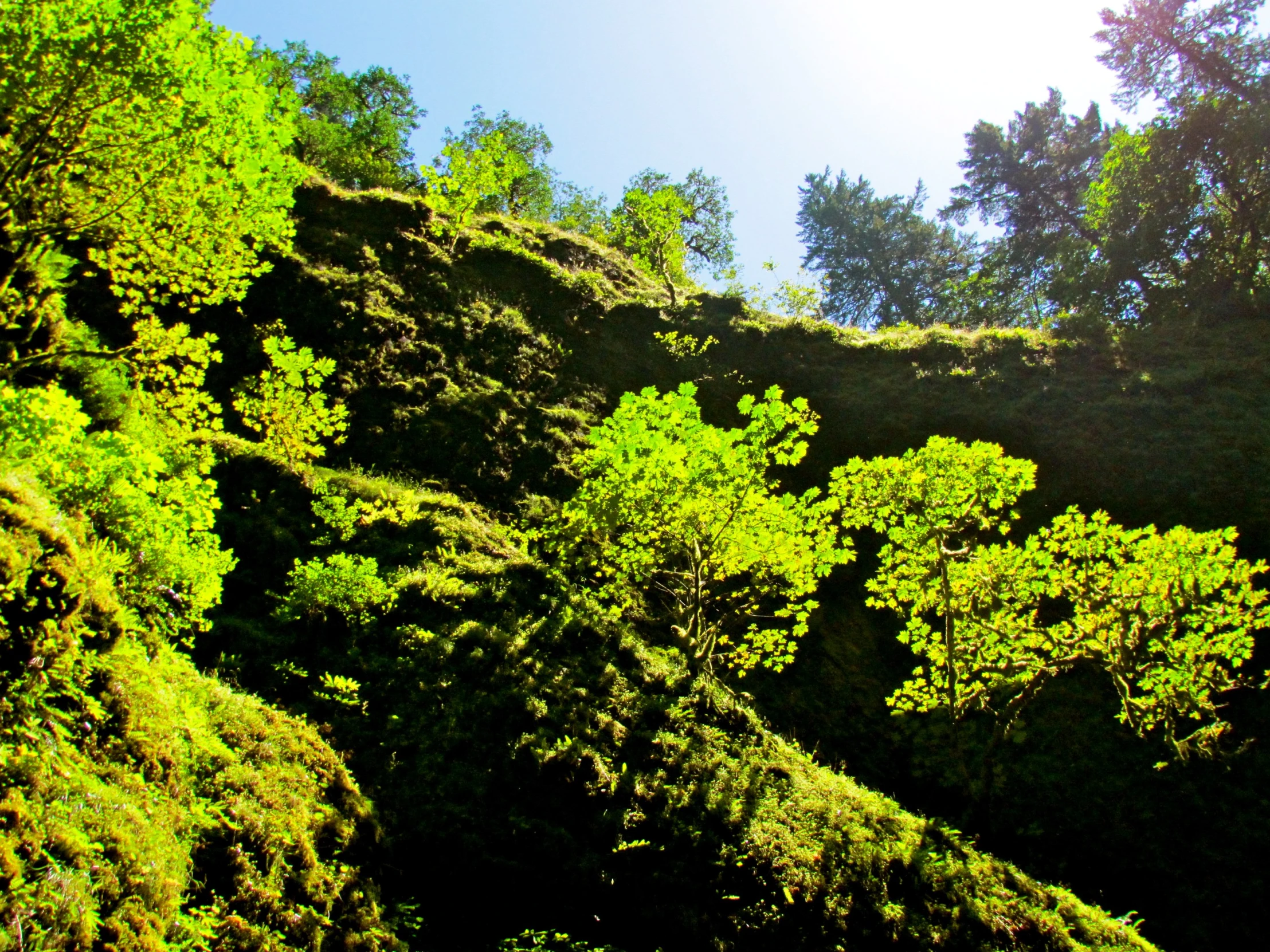 sun is shining on trees that are very close to the edge of a cliff