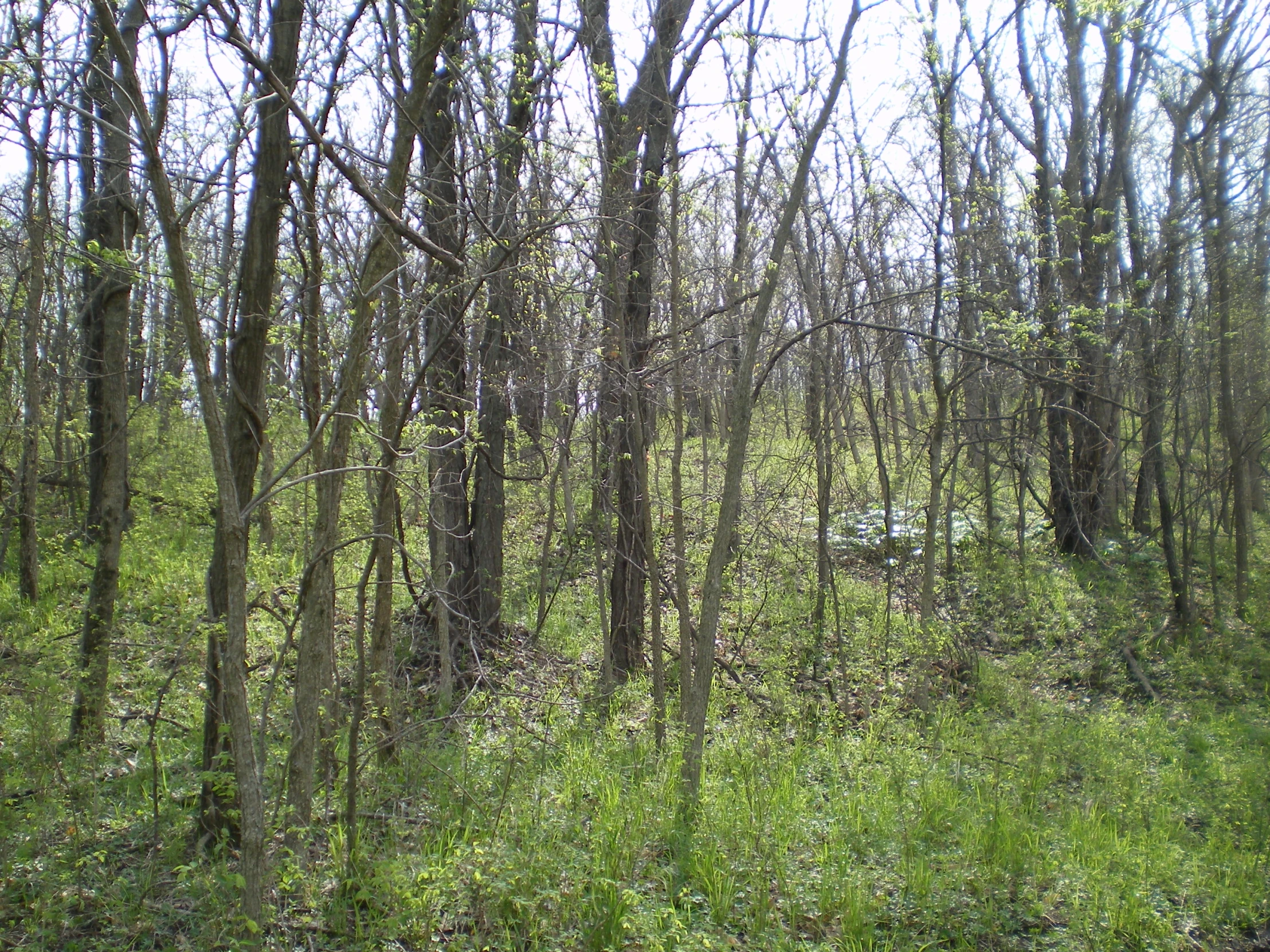 a grassy area with trees on each side and a sign that reads'forest entrance '