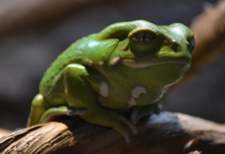 the frog is sitting on top of a wooden nch