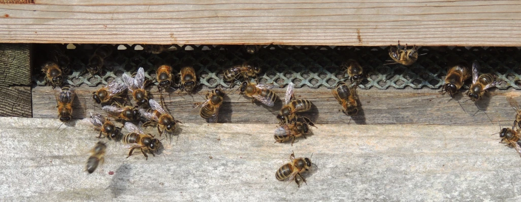 bees inside of a hive box outside on concrete