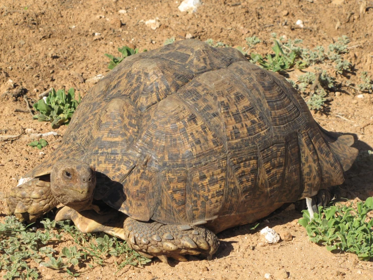 a turtle walking across some dirt next to green plants