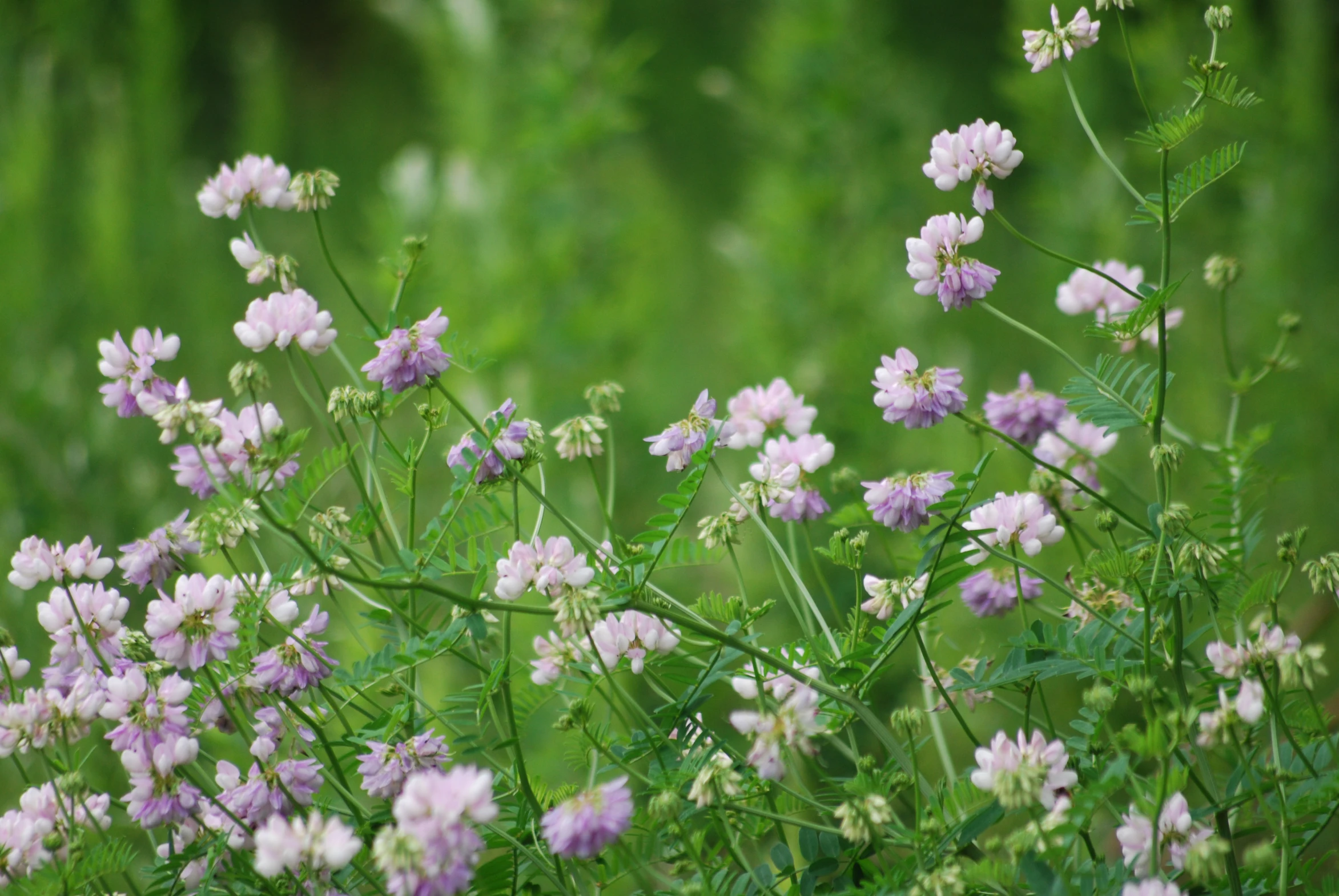 pink flowers in a field with a green background