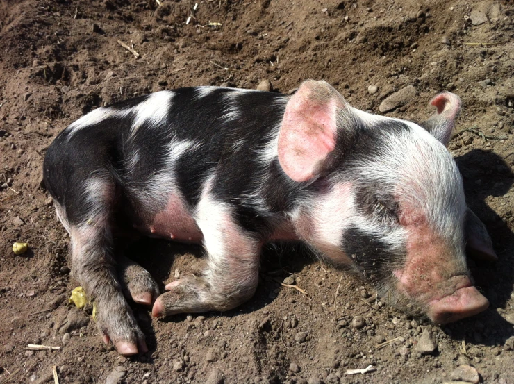 a pig that is laying in the dirt