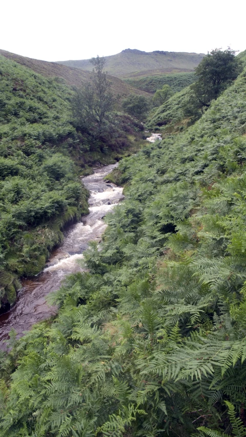 a small stream going through a lush green countryside