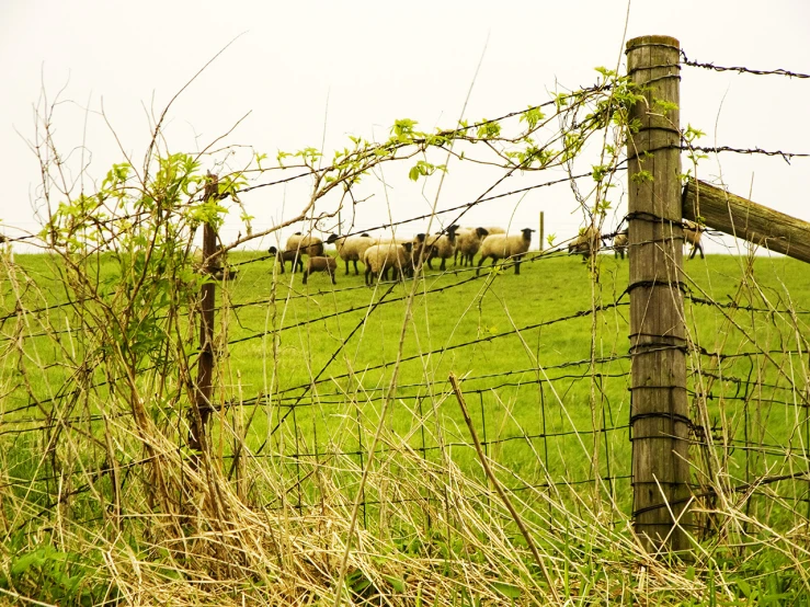 a heard of sheep in the grass near the fence