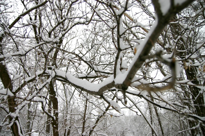 some trees in the snow covered ground and nches