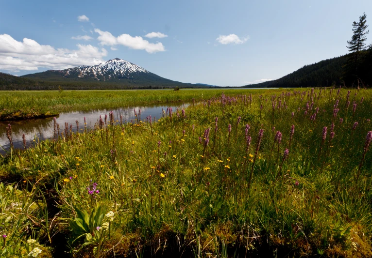 the landscape is filled with mountains and flowers