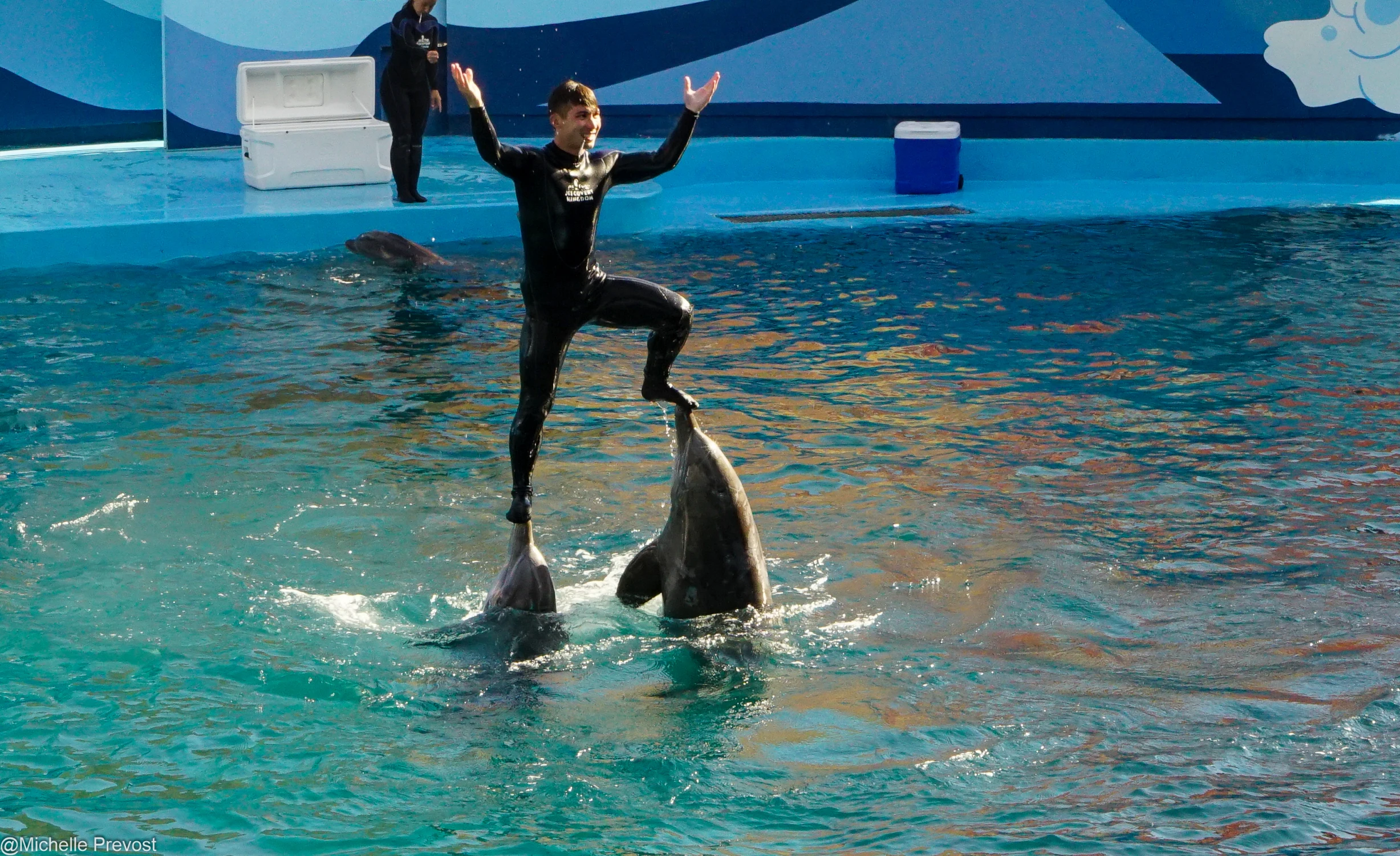 two dolphins are performing tricks in a swimming pool