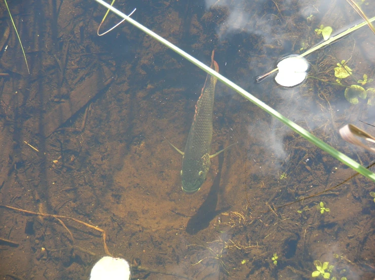 a big fish swimming around in some water