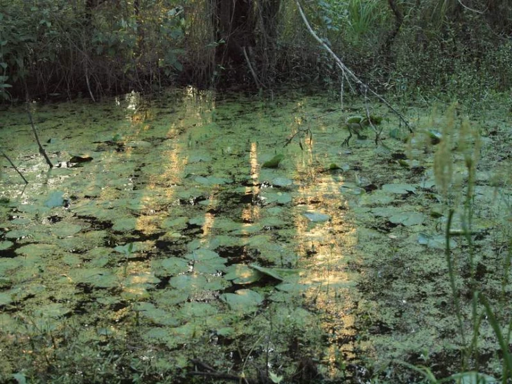 a swampy area is filled with water and vegetation